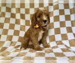 Small #2 Cavapoo (Miniature)