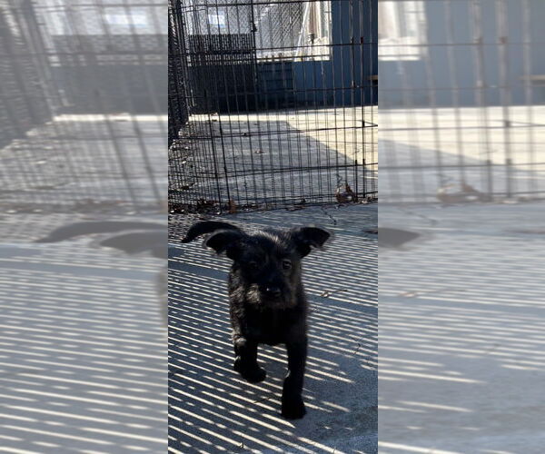 Medium Photo #1 Mutt Puppy For Sale in Elmsford, NY, USA