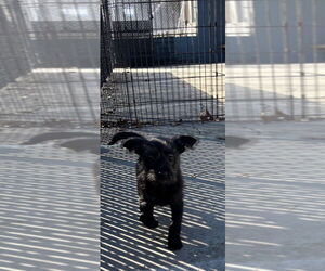 Mutt Dogs for adoption in Elmsford, NY, USA