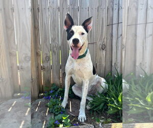 Radar - Ready for Fun! - Male Bullypit Dog for Adoption - Photo #2