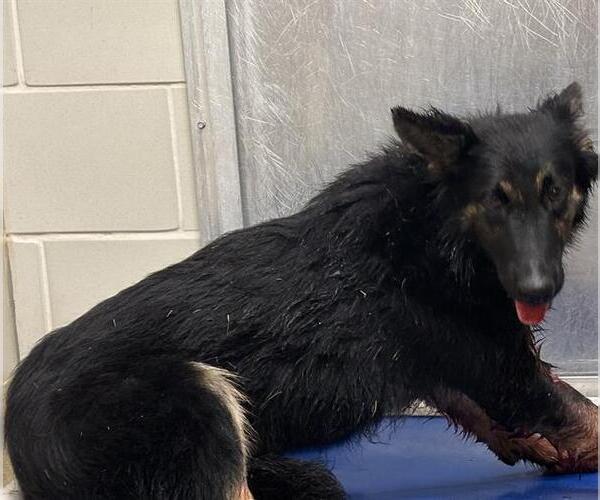 Medium Photo #1 German Shepherd Dog-Unknown Mix Puppy For Sale in Grand Prairie, TX, USA
