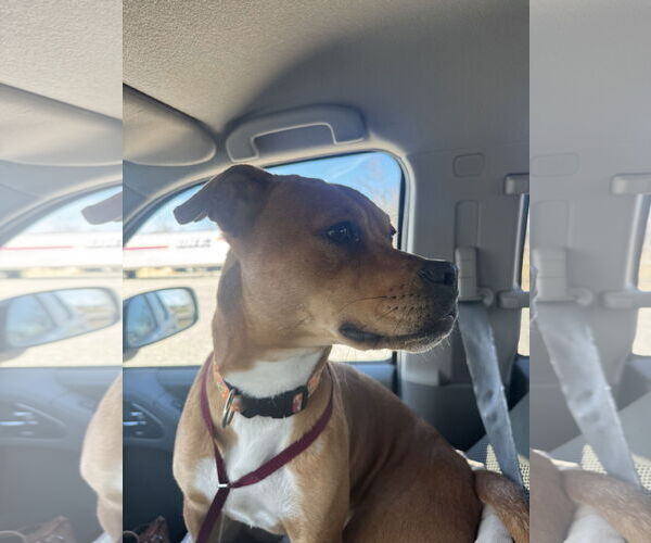 Medium Photo #2 Brug Puppy For Sale in Corning, AR, USA