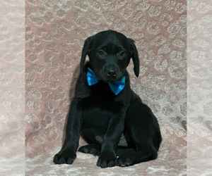 Golden Retriever-Rottweiler Mix Puppy for sale in LANCASTER, PA, USA