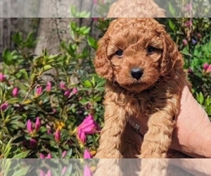Cavapoo Puppy for sale in Grigoleti, Guria, Georgia