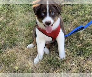 Australian Shepherd Puppy for sale in CHICO, CA, USA