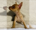 Small Photo #12 Chorkie Puppy For Sale in LA SIERRA, CA, USA