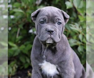 Cane Corso Puppy for sale in NARVON, PA, USA