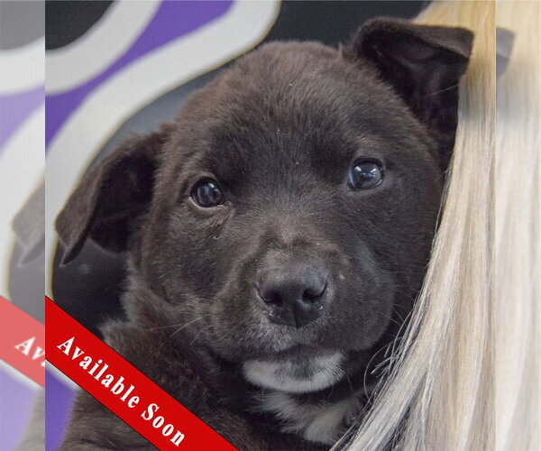 Medium Photo #1 Golden Retriever-Unknown Mix Puppy For Sale in Huntley, IL, USA