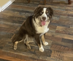 Mother of the Miniature Australian Shepherd puppies born on 09/13/2025