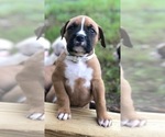 Puppy 8 Boxer