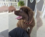 Small #5 Newfoundland