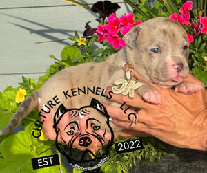 Medium American Bully