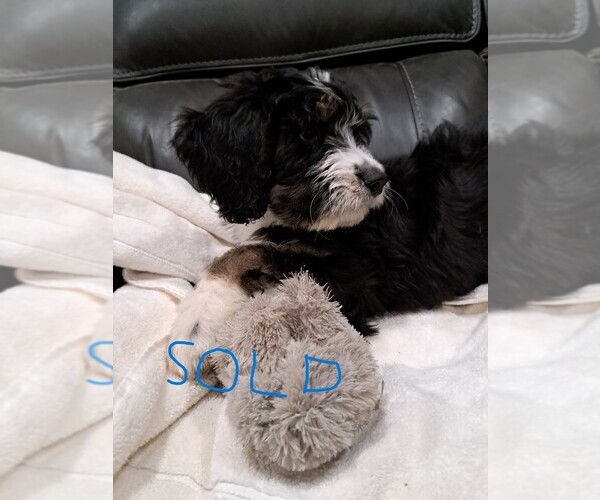 Medium Photo #5 Bernedoodle Puppy For Sale in SPOKANE, WA, USA