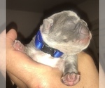 Small Photo #9 French Bulldog Puppy For Sale in PLACERVILLE, CA, USA