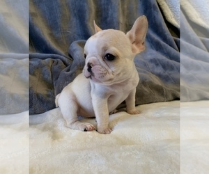 French Bulldog Puppy for sale in JOHNS ISLAND, SC, USA