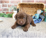 Small #1 Labrador Retriever