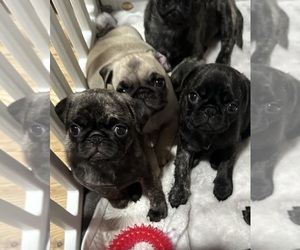 Pug Litter for sale in TROY, MO, USA