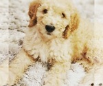 Small Photo #9 Goldendoodle Puppy For Sale in CONCORD, NC, USA
