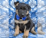 Small Photo #1 German Shepherd Dog Puppy For Sale in PARADISE, PA, USA
