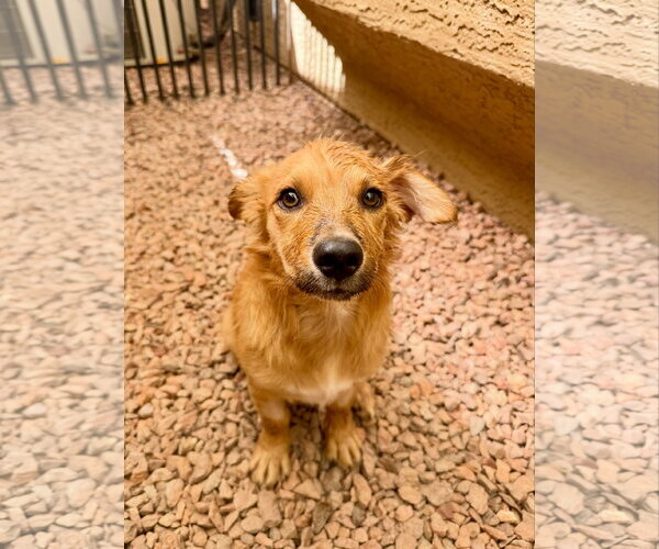 Medium Photo #4 Goldanese Puppy For Sale in Cave Creek, AZ, USA