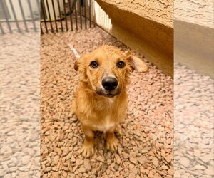 Linus - Male Goldanese Dog for Adoption - Photo #4
