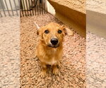 Small Photo #4 Goldanese Puppy For Sale in Cave Creek, AZ, USA