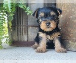 Small Photo #22 Yorkshire Terrier Puppy For Sale in MANES, MO, USA