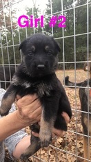 German Shepherd Dog Puppy for sale in BASTROP, TX, USA