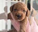 Small Photo #11 Cockapoo Puppy For Sale in SEBASTIAN, FL, USA