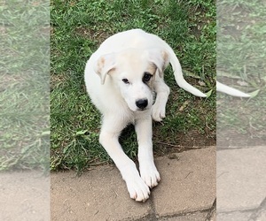 Medium English Shepherd-Great Pyrenees Mix