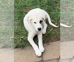 Puppy Bucky English Shepherd-Great Pyrenees Mix