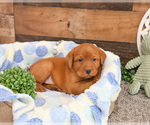 Small #1 Labrador Retriever