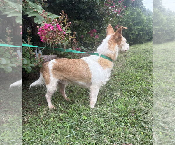 Medium Photo #4 Feist Terrier-Unknown Mix Puppy For Sale in Raleigh, NC, USA