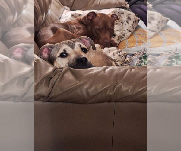 Medium Photo #3 Mutt Puppy For Sale in Princeton, MN, USA