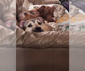 Stevie Marie - Female Mutt Dog for Adoption - Photo #3