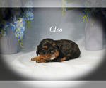 Small #3 Cavalier King Charles Spaniel