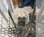 Small Photo #31 Cane Corso Puppy For Sale in BELGRADE, MT, USA