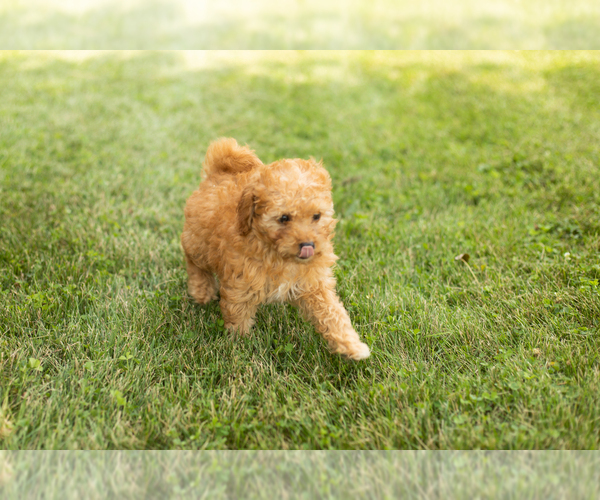 Medium Photo #6 Goldendoodle-Poodle (Miniature) Mix Puppy For Sale in BREMEN, IN, USA