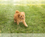 Small #5 Goldendoodle-Poodle (Miniature) Mix