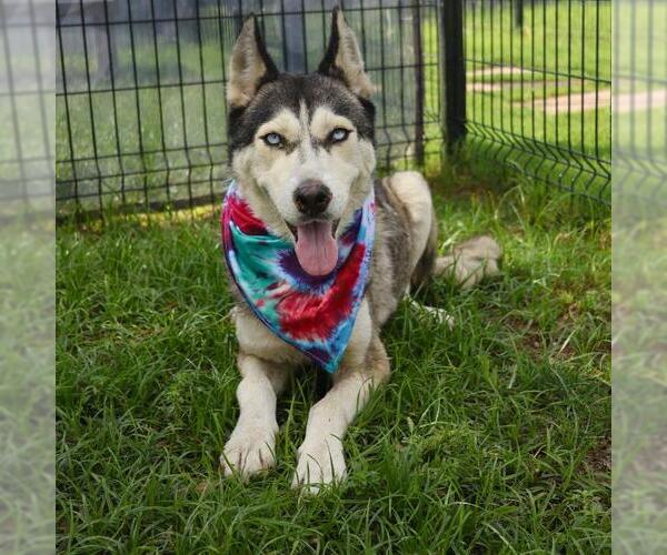 Medium Photo #1 Huskies -Unknown Mix Puppy For Sale in San Antonio, TX, USA