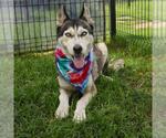 Small Huskies  Mix