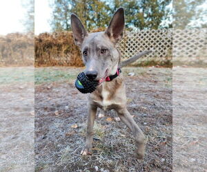 German Shepherd Dog-Unknown Mix Dogs for adoption in New London, WI, USA