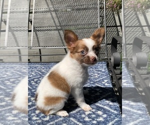Chihuahua Puppy for sale in EAU CLAIRE, WI, USA