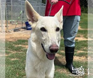 German Shepherd Dog-Unknown Mix Dogs for adoption in Washington, DC, USA