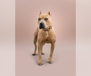 GRIZZLY - Male Mutt Dog for Adoption - Photo #3