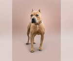 Small Photo #3 Mutt Puppy For Sale in Woodbury, NY, USA