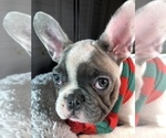 Small Photo #2 French Bulldog Puppy For Sale in CITRUS HEIGHTS, CA, USA