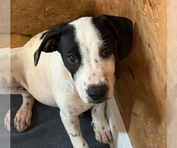 Medium Photo #4 American Pit Bull Terrier-Unknown Mix Puppy For Sale in Bolivar, MO, USA