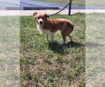 Small #1 Mutt