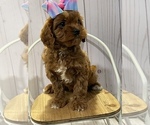 Puppy 3 Cavapoo